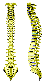 Profiles of the Spine